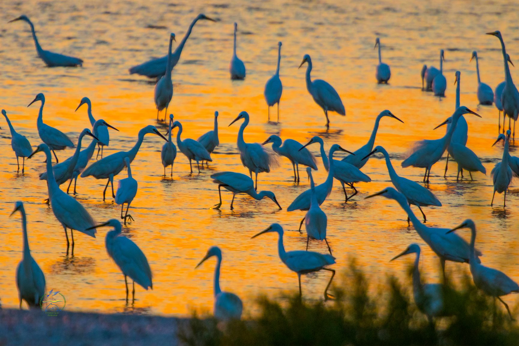 Birds in the estuaries